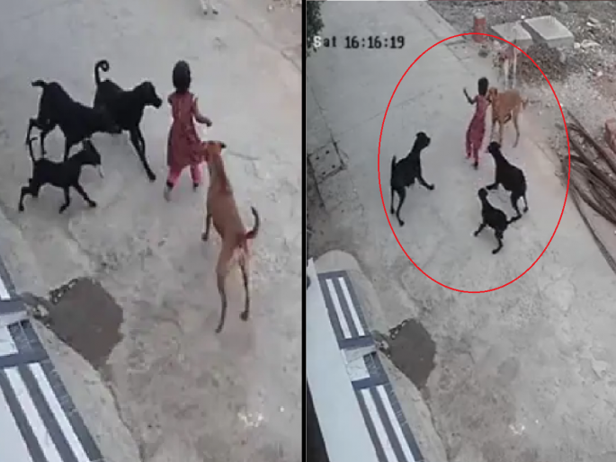 Madhya Pradesh | 4 year old Girl bitten by strays dogs in Bhopal; CCTV Video goes viral | Girl bitten by dogs:4 वर्षीय चिमुकलीवर भटक्या कुत्र्यांचा हल्ला, अंगाचे तोडले लचके; व्हिडिओ व्हायरल Madhya Pradesh | 4 year old Girl bitten by strays dogs in Bhopal; CCTV Video goes viral | Girl bitten by dogs:4 वर्षीय चिमुकलीवर भटक्या कुत्र्यांचा हल्ला, अंगाचे तोडले लचके; व्हिडिओ व्हायरल