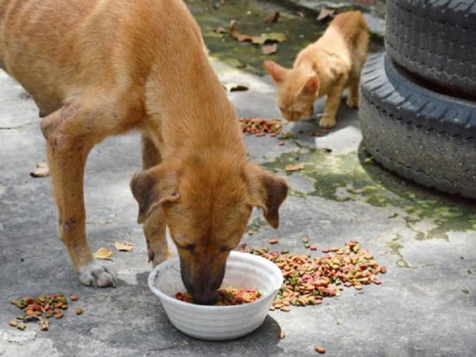 Controversy over feeding stray dogs; Neighbors in the elite society of Pune clashed with each other | भटक्या कुत्र्यांना खाऊ घालण्यावरून वाद; पुण्यातील उच्चभ्रू सोसायटीतील शेजारी एकमेकांना भिडले Controversy over feeding stray dogs; Neighbors in the elite society of Pune clashed with each other | भटक्या कुत्र्यांना खाऊ घालण्यावरून वाद; पुण्यातील उच्चभ्रू सोसायटीतील शेजारी एकमेकांना भिडले