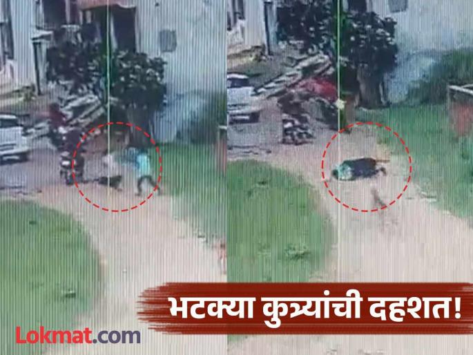 dog attacks child playing on road in amroha uttar pradesh viral video | Video - भयानक! भटक्या कुत्र्यांचा उच्छाद; घराबाहेर खेळणाऱ्या चिमुकल्याचे तोडले लचके