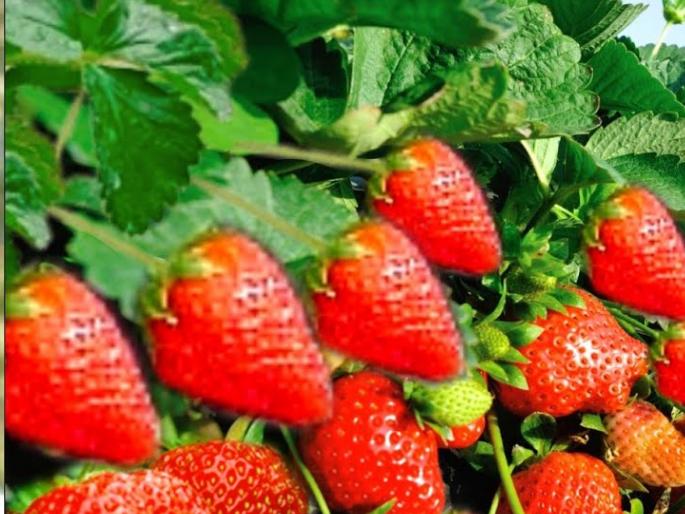 Strawberry production hit in Satara district due to excessive rains | Satara: अतिपावसाचा फटका; स्ट्रॉबेरीचे क्षेत्र घटणार, नर्सरी रोपाला रोगाचा प्रादूर्भाव  Strawberry production hit in Satara district due to excessive rains | Satara: अतिपावसाचा फटका; स्ट्रॉबेरीचे क्षेत्र घटणार, नर्सरी रोपाला रोगाचा प्रादूर्भाव