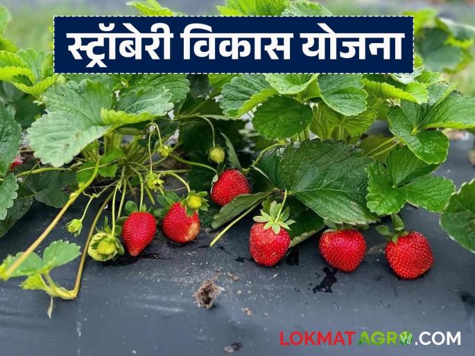 Latest news bihar government providing subsidy of Rs 3 lakh for strawberry cultivation, read in detail | 'या' राज्याकडून स्ट्रॉबेरी लागवडीसाठी देतंय 3 लाख रुपयांचे अनुदान, वाचा सविस्तर Latest news bihar government providing subsidy of Rs 3 lakh for strawberry cultivation, read in detail | 'या' राज्याकडून स्ट्रॉबेरी लागवडीसाठी देतंय 3 लाख रुपयांचे अनुदान, वाचा सविस्तर