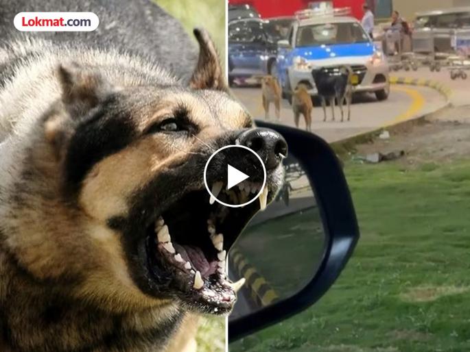 Pune airport Tight security or ostentatious arrangements at Pune airport? Free movement of stray dogs; Question mark on passenger safety | Pune airport : पुणे विमानतळावर कडेकोट सुरक्षा की दिखाऊ व्यवस्था? मोकाट कुत्र्यांचा मुक्त संचार; प्रवाशांच्या सुरक्षिततेवर प्रश्नचिन्ह Pune airport Tight security or ostentatious arrangements at Pune airport? Free movement of stray dogs; Question mark on passenger safety | Pune airport : पुणे विमानतळावर कडेकोट सुरक्षा की दिखाऊ व्यवस्था? मोकाट कुत्र्यांचा मुक्त संचार; प्रवाशांच्या सुरक्षिततेवर प्रश्नचिन्ह