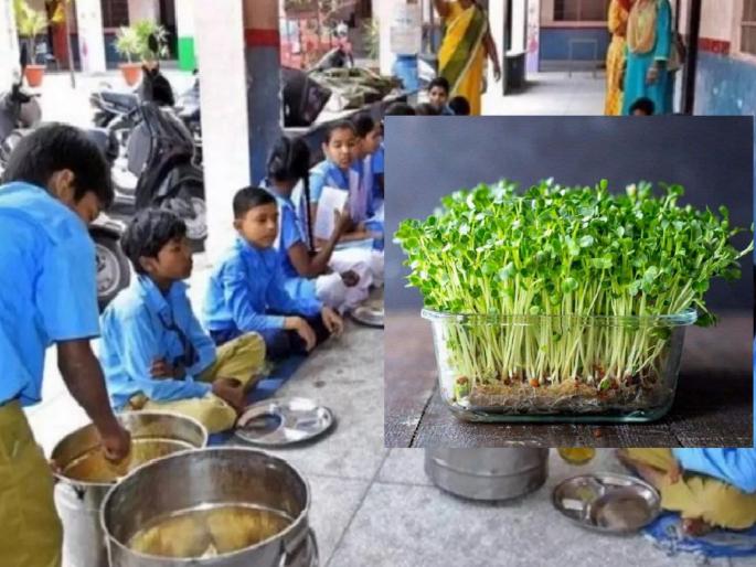 Microgreen vegetables from the backyard will be available in the nutritional diet | पोषण आहारात मिळणार परसबागेतील ‘मायक्रोग्रीन’ भाजी Microgreen vegetables from the backyard will be available in the nutritional diet | पोषण आहारात मिळणार परसबागेतील ‘मायक्रोग्रीन’ भाजी