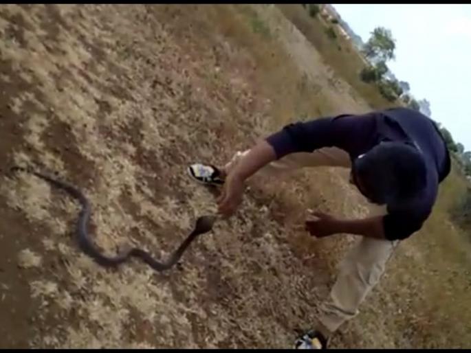 Stunts with snakes; Search for youth from forest department | सापासोबत स्टंटबाजी; वनविभागाकडून युवकाचा शोध सुरु Stunts with snakes; Search for youth from forest department | सापासोबत स्टंटबाजी; वनविभागाकडून युवकाचा शोध सुरु