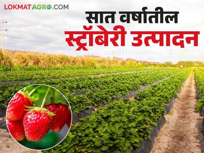 Latest News Agriculture News Strawberries started blooming in paddy, nagli fields, production increased | Agriculture News : भात, नागलीच्या शेतात स्ट्रॉबेरी फुलू लागली, सात वर्षांत पाचपट वाढले उत्पादन Latest News Agriculture News Strawberries started blooming in paddy, nagli fields, production increased | Agriculture News : भात, नागलीच्या शेतात स्ट्रॉबेरी फुलू लागली, सात वर्षांत पाचपट वाढले उत्पादन