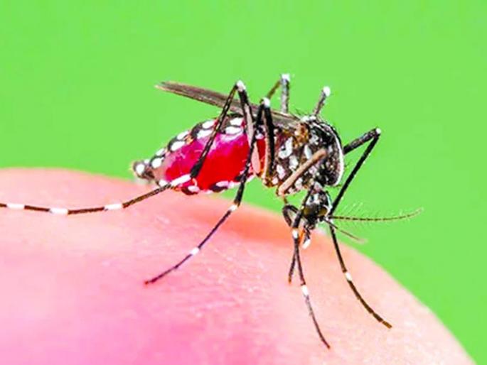 Dengue fever in Nagpur | डेंग्यूसदृश तापाने उपराजधानी फणफणली Dengue fever in Nagpur | डेंग्यूसदृश तापाने उपराजधानी फणफणली