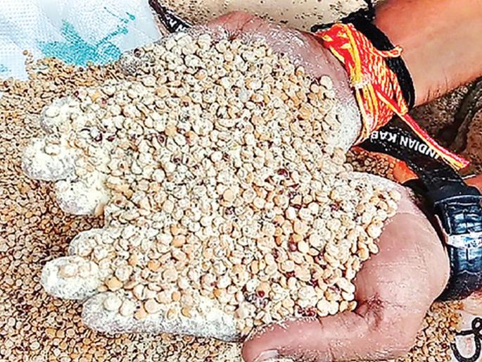 Poor nutrition at school in Tupgaon | तुपगाव येथील शाळेत निकृष्ट पोषण आहार Poor nutrition at school in Tupgaon | तुपगाव येथील शाळेत निकृष्ट पोषण आहार