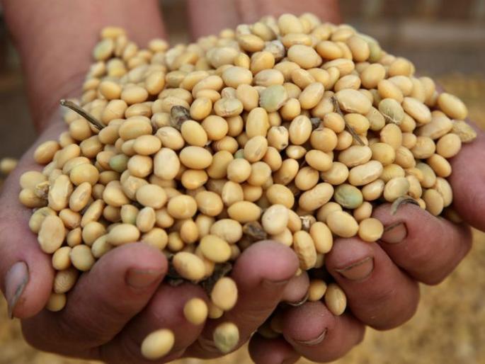 Application 33 thousand, subsidized seeds to only 1500 farmers | अर्ज ३३ हजार, अनुदानित बियाणे फक्त १५०० शेतकऱ्यांना Application 33 thousand, subsidized seeds to only 1500 farmers | अर्ज ३३ हजार, अनुदानित बियाणे फक्त १५०० शेतकऱ्यांना