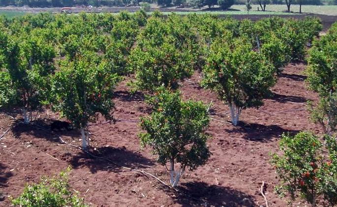 1.37 lakh grants for Horticulture plantation scheme | फळबाग लागवड योजनेंतर्गत मिळणार १.३७ लाख रुपये अनुदान ! 1.37 lakh grants for Horticulture plantation scheme | फळबाग लागवड योजनेंतर्गत मिळणार १.३७ लाख रुपये अनुदान !