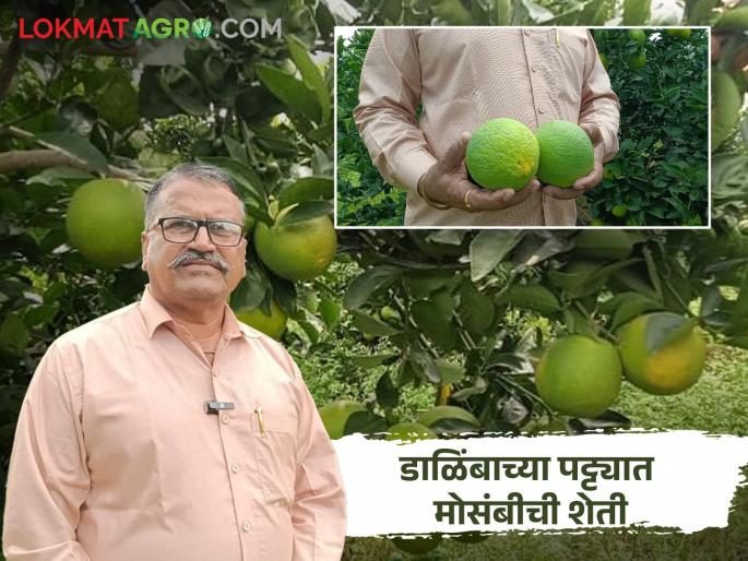 Pomegranate farmer Ashokrao enjoys the sweetness of the citrus; A pair of half-a-kilogram fruits in the garden without tillage techniques | डाळिंबवाल्या अशोकरावांना मोसंबीची गोडी; विना मशागत तंत्राने बागेत अर्धा-अर्धा किलो फळांची जोडी