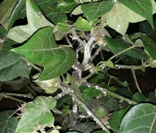 Crop risk of insects in the crop | किडींच्या प्रादुर्भावाने कपाशीचे पीक धोक्यात 