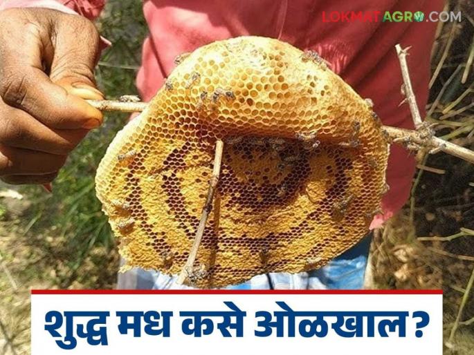 Latest news How to identify pure honey, do this test at home and identify pure honey | Asali Honey : शुद्ध मध कसं ओळखायचं, घरच्या घरी या दोन टेस्ट करा अन् शुद्ध मध ओळखा! Latest news How to identify pure honey, do this test at home and identify pure honey | Asali Honey : शुद्ध मध कसं ओळखायचं, घरच्या घरी या दोन टेस्ट करा अन् शुद्ध मध ओळखा!