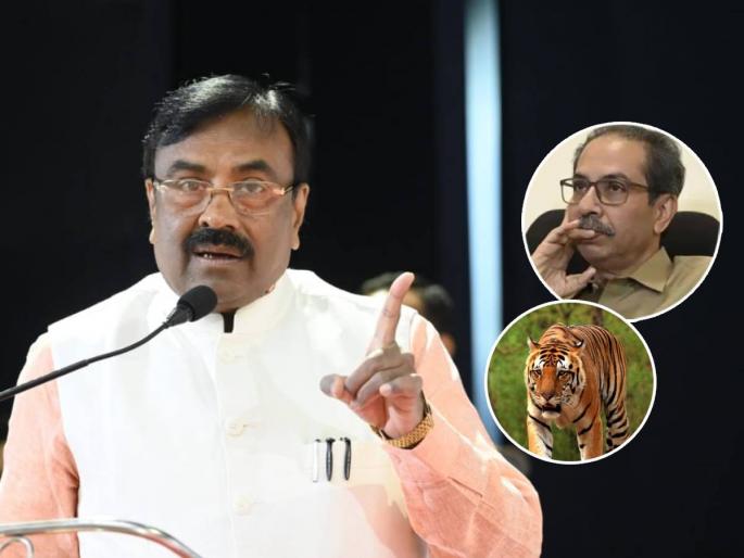BJP Minister Sudhir Mungantiwar trolls Uddhav Thackeray in comedy way relating to Shivsena and Inured Tiger Maharashtra Political Crisis | Sudhir Mungantiwar trolls Uddhav Thackeray: वाघ ताडोबाचा असो किंवा शिवसेनेचा असो, जखमी असेल तर...; वनमंत्री सुधीर मुनगंटीवारांचा उद्धव ठाकरेंना टोला BJP Minister Sudhir Mungantiwar trolls Uddhav Thackeray in comedy way relating to Shivsena and Inured Tiger Maharashtra Political Crisis | Sudhir Mungantiwar trolls Uddhav Thackeray: वाघ ताडोबाचा असो किंवा शिवसेनेचा असो, जखमी असेल तर...; वनमंत्री सुधीर मुनगंटीवारांचा उद्धव ठाकरेंना टोला
