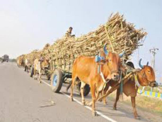 The next sugar season study by Minister committee | पुढील साखर हंगामाचा मंत्री समिती करणार अभ्यास The next sugar season study by Minister committee | पुढील साखर हंगामाचा मंत्री समिती करणार अभ्यास
