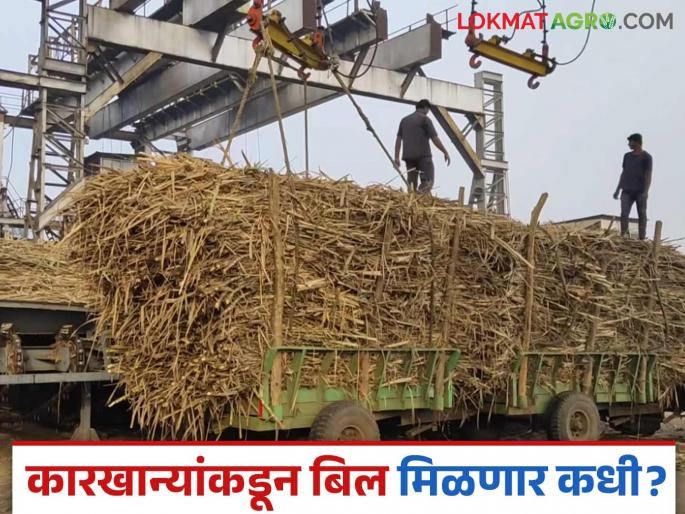 Payment for sugarcane that was harvesting in December has not been received yet; Farmers in trouble from all sides | डिसेंबरमध्ये तुटून गेलेल्या उसाचे पेमेंट अजून जमा झालं नाही; शेतकऱ्यांची सर्व बाजूने कोंडी Payment for sugarcane that was harvesting in December has not been received yet; Farmers in trouble from all sides | डिसेंबरमध्ये तुटून गेलेल्या उसाचे पेमेंट अजून जमा झालं नाही; शेतकऱ्यांची सर्व बाजूने कोंडी