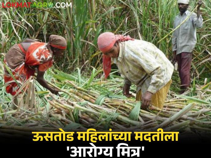 latest news Ustod Mahila Kamgar: Support from Arogya Mitra! Sugarcane harvesting in Beed is an important step for women's health | Ustod Mahila Kamgar: 'आरोग्य मित्र'चा आधार! बीडमधील ऊसतोड महिलांच्या आरोग्यासाठी महत्त्वपूर्ण पाऊल