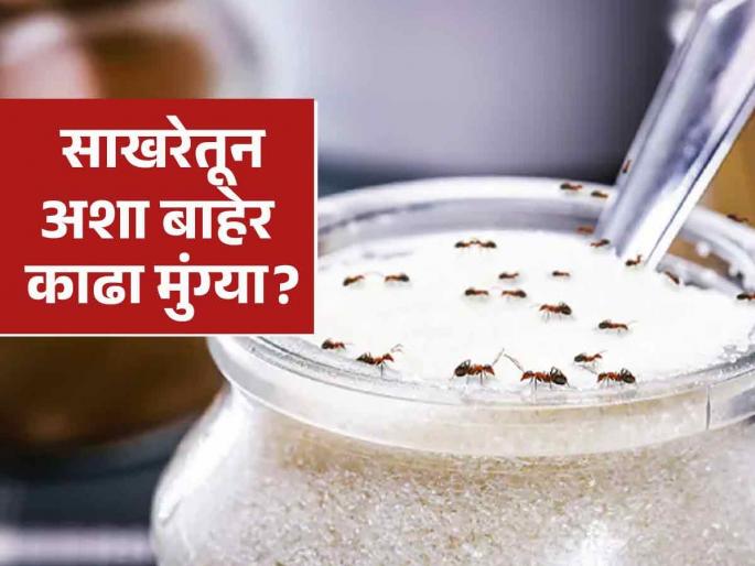 3 tricks to remove ants from sugar container | साखरेच्या डब्यात मुंग्याच मुंग्या; पाहून डोक्याचा होतो भुगा, 'या' घरगुती उपायाने होतील छूमंतर