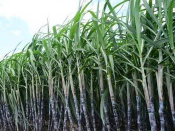 Solapur: Sugarcane field ended in February this year; So far 25 factories have been closed | Solapur: यंदा फेब्रुवारीमध्येच संपले ऊस क्षेत्र; आतापर्यंत २५ कारखाने झाले बंद Solapur: Sugarcane field ended in February this year; So far 25 factories have been closed | Solapur: यंदा फेब्रुवारीमध्येच संपले ऊस क्षेत्र; आतापर्यंत २५ कारखाने झाले बंद