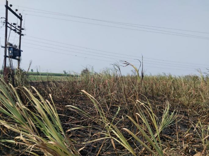 Four acres of sugarcane burnt due to electrical short circuit in Devkarwadi | देवकरवाडी येथे वीजेच्या शाॅर्टसर्किटमुळे चार एकर ऊस जळून खाक Four acres of sugarcane burnt due to electrical short circuit in Devkarwadi | देवकरवाडी येथे वीजेच्या शाॅर्टसर्किटमुळे चार एकर ऊस जळून खाक