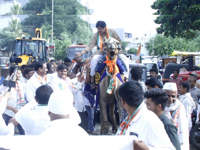 Suspension of Rahul Gandhi's sentence; Congress district president distributed sugar from a camel in Ambajogai | राहुल गांधींच्या शिक्षेला स्थगिती; बीडच्या कॉंग्रेस जिल्हाध्यक्षांनी उंटावरून साखर वाटली Suspension of Rahul Gandhi's sentence; Congress district president distributed sugar from a camel in Ambajogai | राहुल गांधींच्या शिक्षेला स्थगिती; बीडच्या कॉंग्रेस जिल्हाध्यक्षांनी उंटावरून साखर वाटली