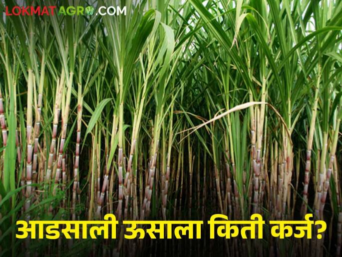 Latest News Increase in Crop Loan Borrowing Limit from NABARD, Read details | Crop Loan : नाबार्डकडून पीक कर्ज उचलीच्या मर्यादेत वाढ, वाचा कोणत्या पिकाला किती उचल?  Latest News Increase in Crop Loan Borrowing Limit from NABARD, Read details | Crop Loan : नाबार्डकडून पीक कर्ज उचलीच्या मर्यादेत वाढ, वाचा कोणत्या पिकाला किती उचल?