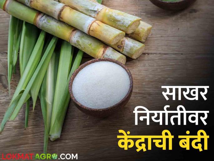 The next 10 years development plan of the sugar industry will be given to the central government | Sugar Industry साखर उद्योगाचा पुढील १० वर्षांचा विकास आराखडा केंद्र सरकारला देणार