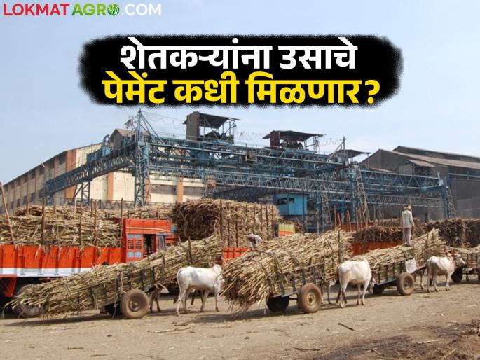 Sugar millers are not complying with RRC action; Will farmers get payment for sugarcane? | साखर कारखानदार आरआरसी कारवाईला जुमानत नाहीत; शेतकऱ्यांना उसाचे पेमेंट मिळणार का?