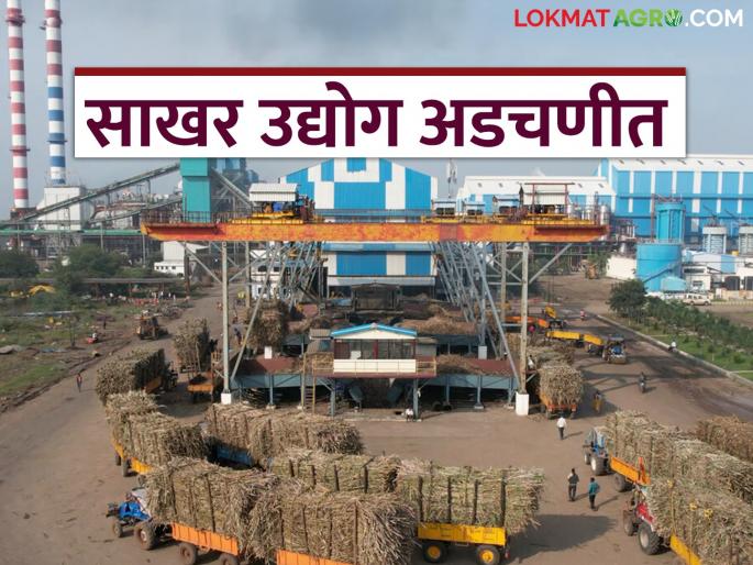 Sugarcane FRP 2024-25 : It has become difficult for farmers to make sugarcane payments; Give soft loans to sugar factories | Sugarcane FRP 2024-25 : शेतकऱ्यांच्या उसाचे पेमेंट देणे झाले अवघड; साखर कारखान्यांना सॉफ्ट लोन द्या Sugarcane FRP 2024-25 : It has become difficult for farmers to make sugarcane payments; Give soft loans to sugar factories | Sugarcane FRP 2024-25 : शेतकऱ्यांच्या उसाचे पेमेंट देणे झाले अवघड; साखर कारखान्यांना सॉफ्ट लोन द्या