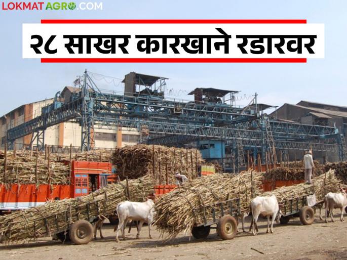 RRC takes action against 'these' 28 sugar factories in the state for evading farmers sugarcane payments | शेतकऱ्यांच्या उसाचे पैसे थकविणाऱ्या राज्यातील 'या' २८ साखर कारखान्यांवर आरआरसी कारवाई RRC takes action against 'these' 28 sugar factories in the state for evading farmers sugarcane payments | शेतकऱ्यांच्या उसाचे पैसे थकविणाऱ्या राज्यातील 'या' २८ साखर कारखान्यांवर आरआरसी कारवाई