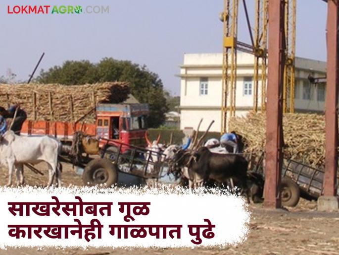 Sugarcane Factory: Three and a half lakh metric tons of sugarcane were crushed in one and a half months | Sugarcane Factory : उसाचे दीड महिन्यात झाले सव्वातीन लाख मेट्रिक टन गाळप Sugarcane Factory: Three and a half lakh metric tons of sugarcane were crushed in one and a half months | Sugarcane Factory : उसाचे दीड महिन्यात झाले सव्वातीन लाख मेट्रिक टन गाळप