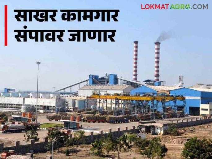 Sugar Factory Workers Strike : Sugar workers in the state are on strike from December 16 | Sugar Factory Workers Strike : राज्यातील साखर कामगार १६ डिसेंबरपासून संपावर