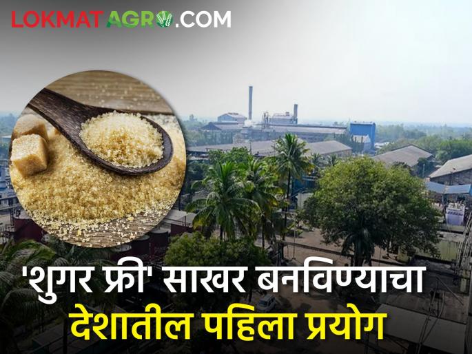 Sanjeevani sugarcane factory of Kopargaon is making sugar free sugar | कोपरगावचा संजीवनी कारखाना बनवतोय 'शुगर फ्री' साखर Sanjeevani sugarcane factory of Kopargaon is making sugar free sugar | कोपरगावचा संजीवनी कारखाना बनवतोय 'शुगर फ्री' साखर