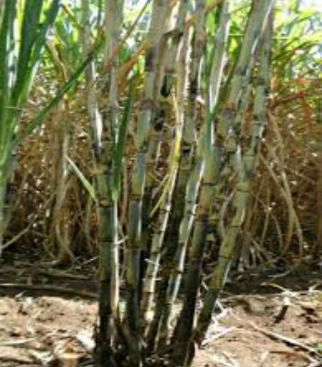 Thiravah month in the famine of Solapur district: Pandurang Mohite | सोलापूर जिल्ह्यातील हुमणीचे संकट म्हणजे दुष्काळात तेरावा महिना : पांडुरंग मोहिते Thiravah month in the famine of Solapur district: Pandurang Mohite | सोलापूर जिल्ह्यातील हुमणीचे संकट म्हणजे दुष्काळात तेरावा महिना : पांडुरंग मोहिते