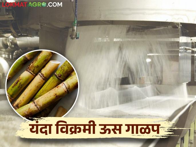 Scarcity of sugarcane was feared, but it became abundant; Increase in sugar production of the state | ऊस टंचाईची होती धास्ती पण गाळप झाले जास्ती; राज्याच्या साखर उत्पादनात वाढ Scarcity of sugarcane was feared, but it became abundant; Increase in sugar production of the state | ऊस टंचाईची होती धास्ती पण गाळप झाले जास्ती; राज्याच्या साखर उत्पादनात वाढ