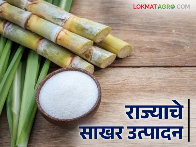 Sugar Utpadan : How many tons of sugar production in the state by division wise; Kolhapur is running in the production | Sakhar Utpadan : राज्यात विभानिहाय किती टन साखरेचे उत्पादन; उताऱ्यात कोल्हापूर भारी Sugar Utpadan : How many tons of sugar production in the state by division wise; Kolhapur is running in the production | Sakhar Utpadan : राज्यात विभानिहाय किती टन साखरेचे उत्पादन; उताऱ्यात कोल्हापूर भारी