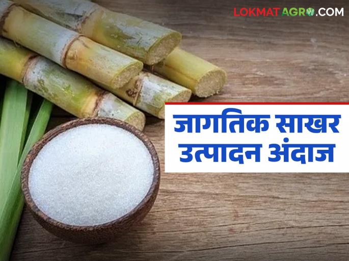This year's global sugar production forecast announced; How much production and how much consumption will there be? | यंदाचा जागतिक साखर उत्पादनाचा अंदाज जाहीर; किती उत्पादन अन् किती खप होणार?