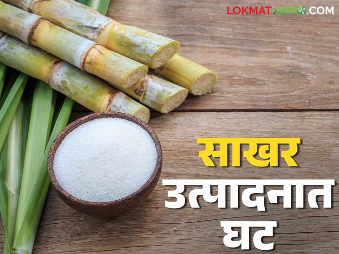 Sakhar Utpadan : Sugar production in the country has decreased, sugar extraction has also decreased; What does the statistics say? | Sakhar Utpadan : देशातील साखर उत्पादनात घट, साखर उताराही घसरला; काय सांगते आकडेवारी? Sakhar Utpadan : Sugar production in the country has decreased, sugar extraction has also decreased; What does the statistics say? | Sakhar Utpadan : देशातील साखर उत्पादनात घट, साखर उताराही घसरला; काय सांगते आकडेवारी?