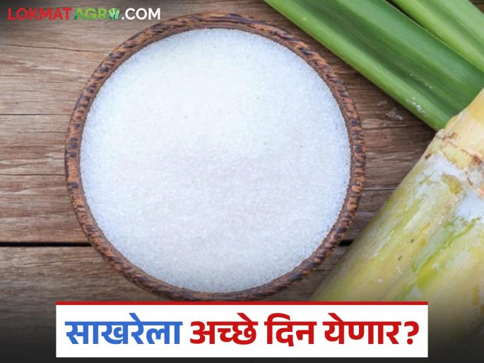 Good days for factories; Sugar prices will rise further in view of Dussehra-Diwali festival | कारखान्यांना अच्छे दिन; दसरा-दिवाळीचा सण पाहता साखरेला आणखी तेजी येणार
