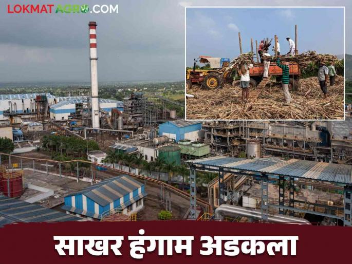 Sugarcane Season Maharashtra : When will sugarcane season start this year? what sugar commissioner is saying read in detail | Sugarcane Season Maharashtra : यंदाचा गाळप हंगाम कधी सुरु होणार? काय म्हणता आहेत साखर आयुक्त वाचा सविस्तर
