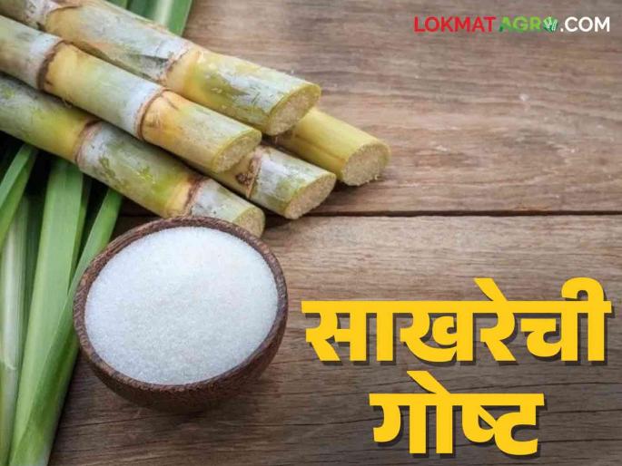 Sugar Market : What will be the impact of export license closure on sugar? | Sugar Market : एक्सपोर्ट परवाना बंद केल्याने साखरेवर काय होईल परिणाम Sugar Market : What will be the impact of export license closure on sugar? | Sugar Market : एक्सपोर्ट परवाना बंद केल्याने साखरेवर काय होईल परिणाम