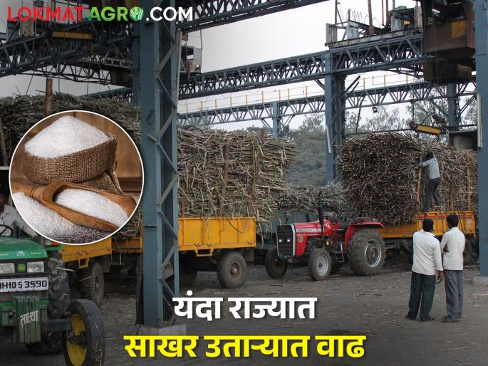The production of sugar in the state is 77.6 lakh ton, the season will end at the end of March | राज्यात साखरेचे उत्पादन ७७.६ लाख टन, मार्चअखेर चालेल गाळप हंगाम The production of sugar in the state is 77.6 lakh ton, the season will end at the end of March | राज्यात साखरेचे उत्पादन ७७.६ लाख टन, मार्चअखेर चालेल गाळप हंगाम