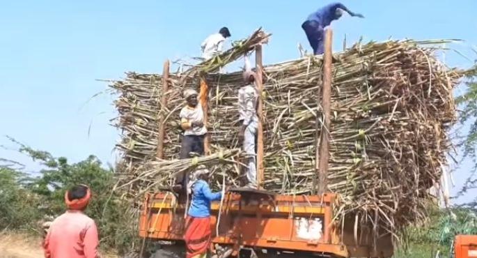 Identity cards to be given to sugarcane workers in Solapur district; Great responsibility on Gram Panchayat | सोलापूर जिल्ह्यातील ऊसतोड कामगारांना देणार ओळखपत्र; ग्रामपंचायतीवर मोठी जबाबदारी
