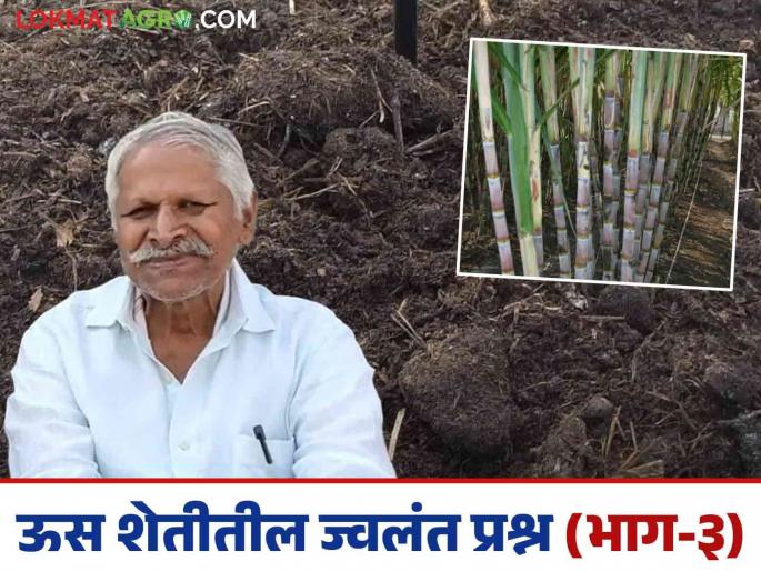 Is it appropriate to decompose organic manure outside the soil or to put it in the soil? Read in detail | सेंद्रिय खत जमिनीच्या बाहेर कुजवून जमिनीत टाकणे योग्य की आयोग्य; वाचा सविस्तर Is it appropriate to decompose organic manure outside the soil or to put it in the soil? Read in detail | सेंद्रिय खत जमिनीच्या बाहेर कुजवून जमिनीत टाकणे योग्य की आयोग्य; वाचा सविस्तर