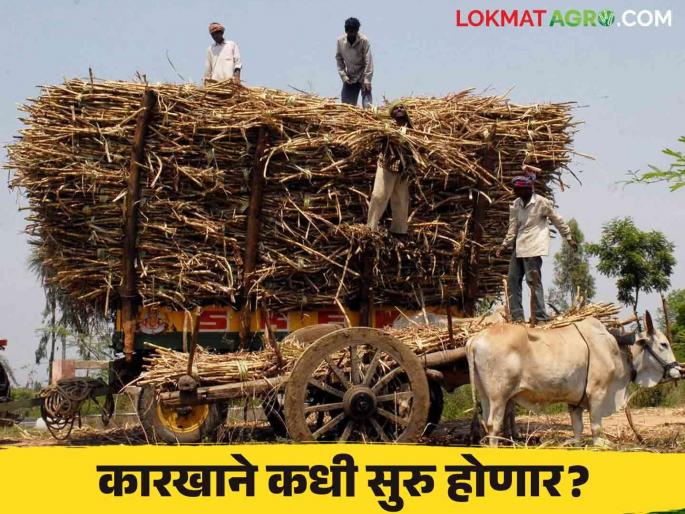 Commissioner's order to start sugar factories in the state from this date | राज्यातील साखर कारखाने या तारखेपासून सुरू करण्याचे आयुक्तांचे आदेश