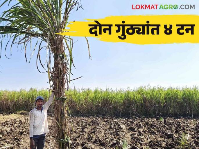 Sugarcane Farming : Sheep manure applied to sugarcane yielded four tones in two gunta | Sugarcane Farming : मेंढी खत उसाला मानवलं दोन गुंठ्यांत चार टन उत्पादन दिलं Sugarcane Farming : Sheep manure applied to sugarcane yielded four tones in two gunta | Sugarcane Farming : मेंढी खत उसाला मानवलं दोन गुंठ्यांत चार टन उत्पादन दिलं