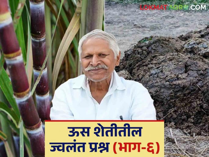 Shenkhat Vapar : Many limitations for using cow dung farm yard manure in agriculture; Know in detail | Shenkhat Vapar : शेतीमध्ये शेणखताचा वापर करण्यासाठी अनेक मर्यादा; जाणून घ्या सविस्तर Shenkhat Vapar : Many limitations for using cow dung farm yard manure in agriculture; Know in detail | Shenkhat Vapar : शेतीमध्ये शेणखताचा वापर करण्यासाठी अनेक मर्यादा; जाणून घ्या सविस्तर