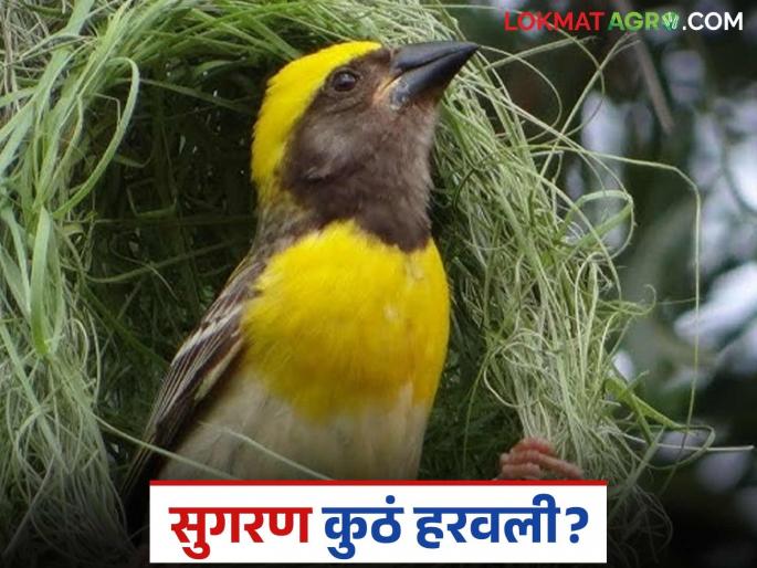 Latest News Sugarcane harvest lost, is change in agricultural practices affecting birds see details | Agriculture News : सुगरणीचा खोपा हरवला, कृषी पद्धतीतील बदलाचा परिणाम पक्षांवर होतोय का?   Latest News Sugarcane harvest lost, is change in agricultural practices affecting birds see details | Agriculture News : सुगरणीचा खोपा हरवला, कृषी पद्धतीतील बदलाचा परिणाम पक्षांवर होतोय का?