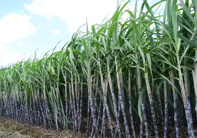 Ushadra's dilemma will be caused by the role of Awad, excitement of lift: 3200 lift possible | आवाडेंच्या भूमिकेमुळे ऊसदराची कोंडी फुटणार, उचलीबाबत उत्सुकता :3200 ची उचल शक्य Ushadra's dilemma will be caused by the role of Awad, excitement of lift: 3200 lift possible | आवाडेंच्या भूमिकेमुळे ऊसदराची कोंडी फुटणार, उचलीबाबत उत्सुकता :3200 ची उचल शक्य