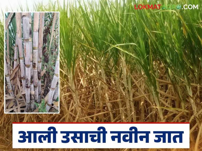 Phule Sugarcane 13007 : A new variety of sugarcane has been introduced that is better than 86032 in sugar production; Read in detail | Phule Sugarcane 13007 : साखर उत्पादनात ८६०३२ पेक्षा सरस असणारी उसाची नवीन जात आली; वाचा सविस्तर Phule Sugarcane 13007 : A new variety of sugarcane has been introduced that is better than 86032 in sugar production; Read in detail | Phule Sugarcane 13007 : साखर उत्पादनात ८६०३२ पेक्षा सरस असणारी उसाची नवीन जात आली; वाचा सविस्तर
