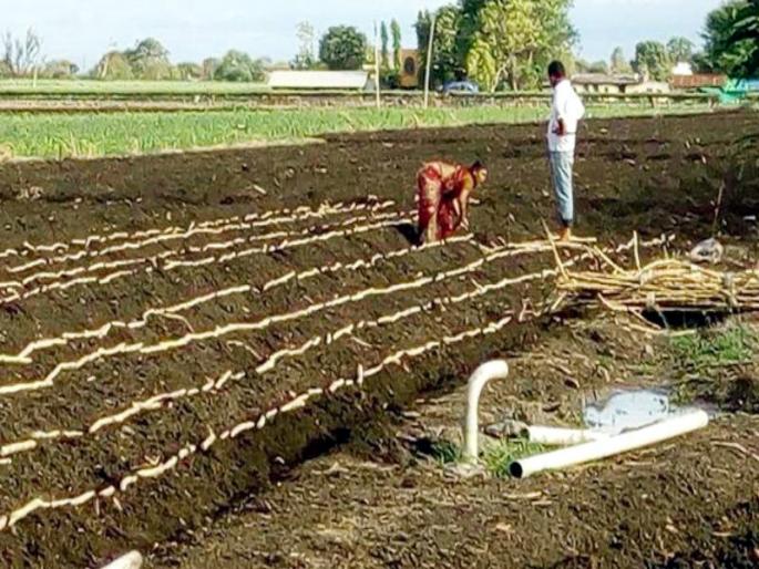 In Solapur district, the area under sugarcane increased by 59,000 hectares; If it rains well, it is difficult to thresh | सोलापूर जिल्ह्यात ५९ हजार हेक्टर उसाचे क्षेत्र वाढले; पाऊस चांगला पडला तर गाळपाची अडचण In Solapur district, the area under sugarcane increased by 59,000 hectares; If it rains well, it is difficult to thresh | सोलापूर जिल्ह्यात ५९ हजार हेक्टर उसाचे क्षेत्र वाढले; पाऊस चांगला पडला तर गाळपाची अडचण